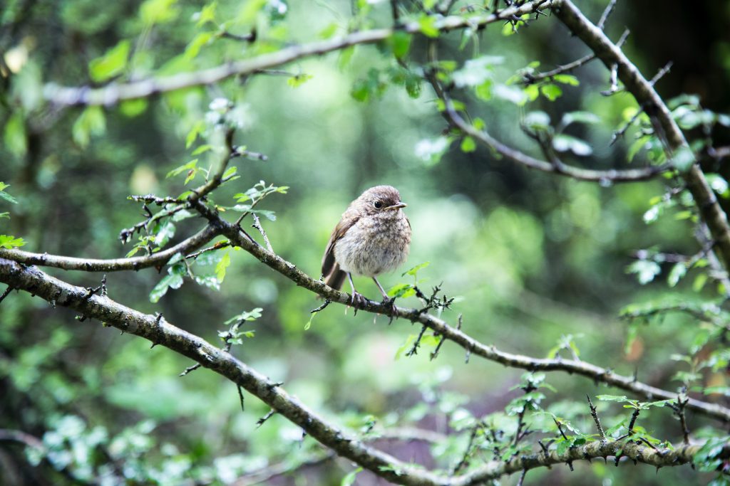 Petit oiseau posé sur une branche dans la forêt pour illustrer notre engagement dans une démarche éco-responsable.